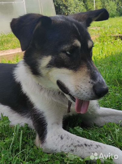 Собака в добрые руки