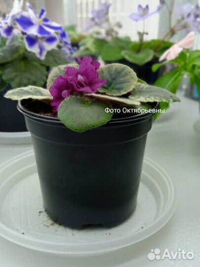 Цветущие фиалки