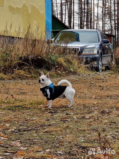 Вязка чихуахуа мальчик