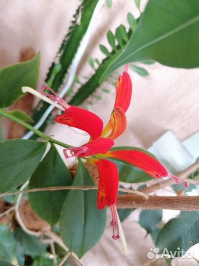 Эсхинантус жар птица, циперус, диффинбахия