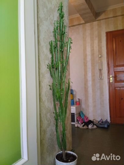 Молочай треугольный