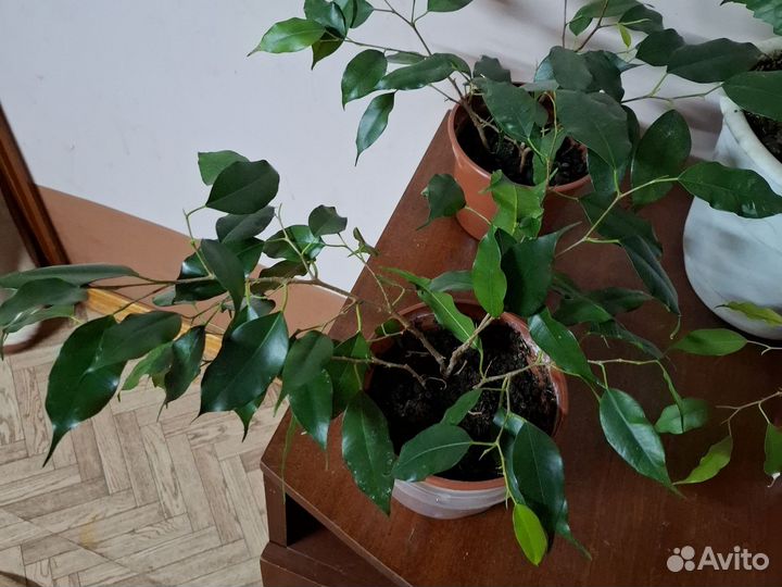 Фикус бенджамина