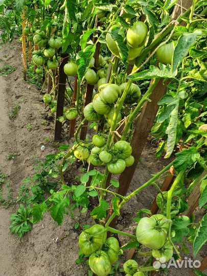 Семена Минусинских томатов