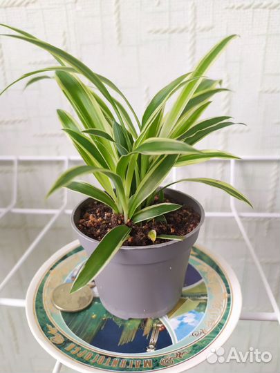 Хлорофитум Океан