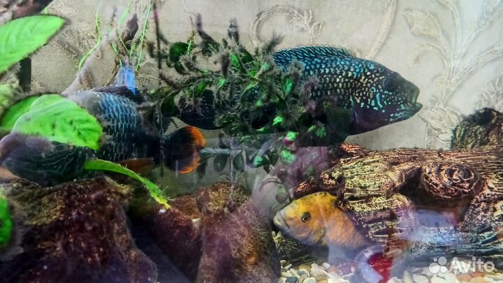 Аквариум (все включено)