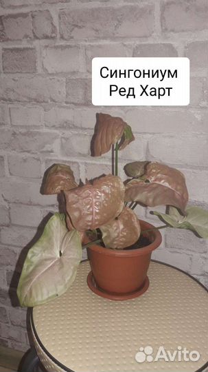 Домашние горшечные растения