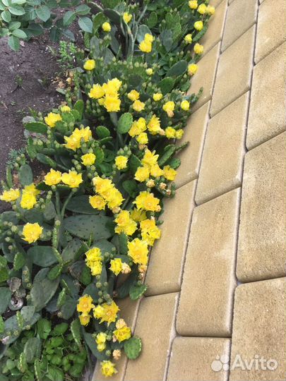 Кактус декоративный Опунция