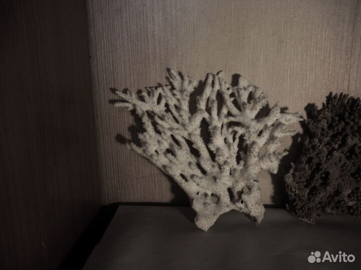 Морские кораллы