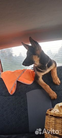 Немецкая овчарка в добрые руки