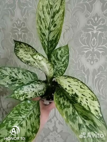 Комнатные растения