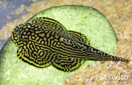 Аквариумные рыбки от компании 