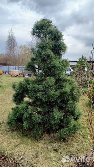 Бонсай сосна