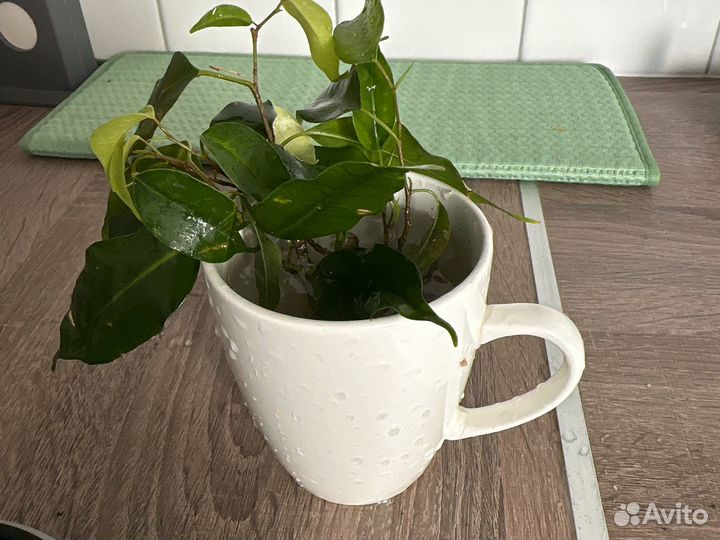 Фикус, укорененный. Отдам