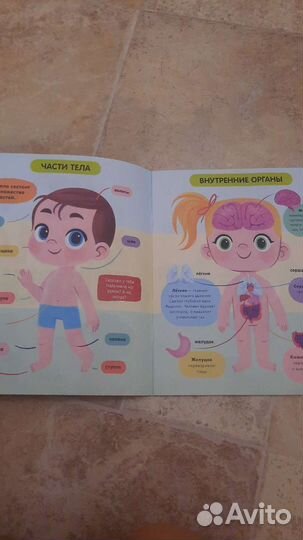 Тело человека clever