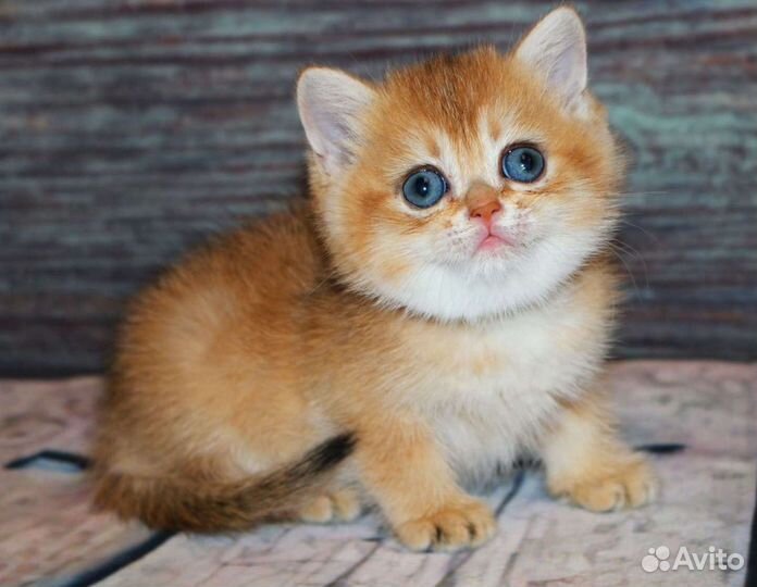 Котята британская золотая шиншилла