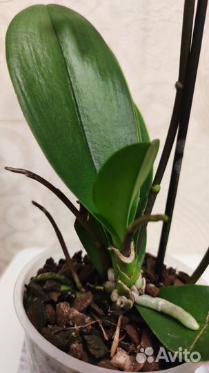 Орхидея мультифлора