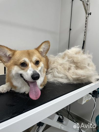 Грумер стрижка собак