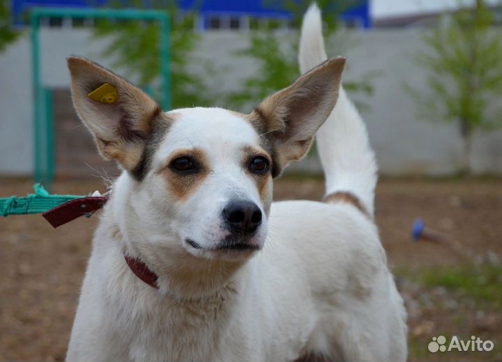 Необыкновенная Ласка в дар