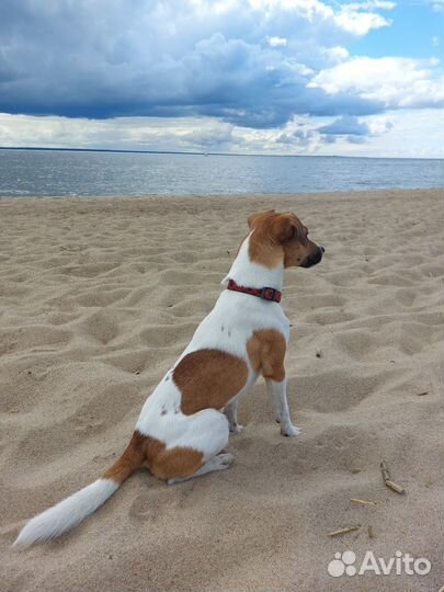 Парсон рассел терьер вязка