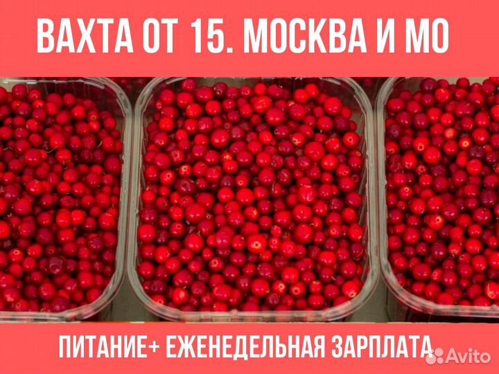 Сбощики брусника От 15 смен Питание Ставка Фикс Жи