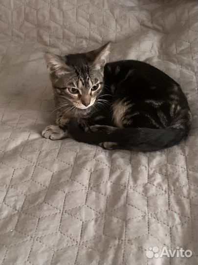 Котенок девочка