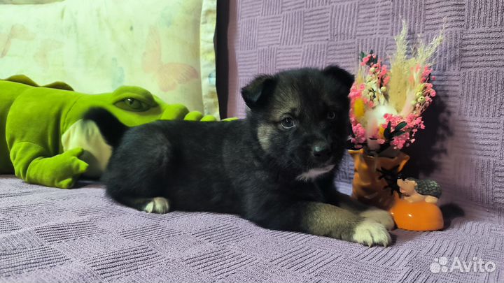 Продам щенка