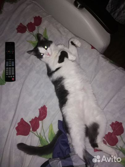 Кошка в дар