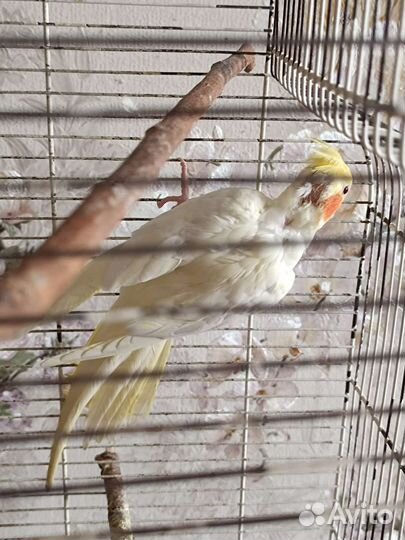 Самка кореллы