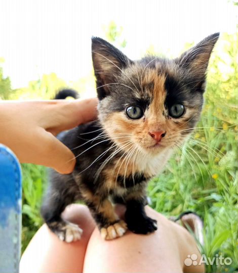 Кошка в дар