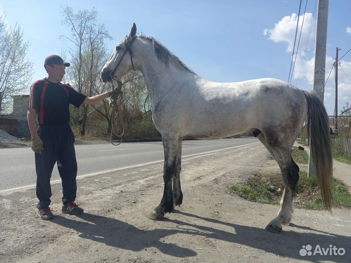 Продам жеребца