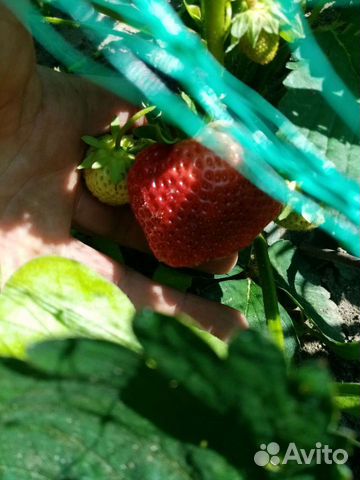 Саженцы, ростки клубники гигантелла и др. сорта