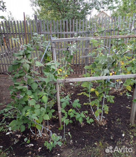 Саженцы Ежевика и Малины