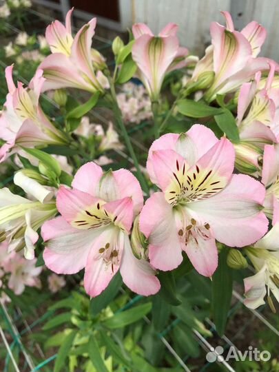 Продаю корни альстромерии