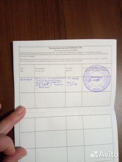 Собаки щенки