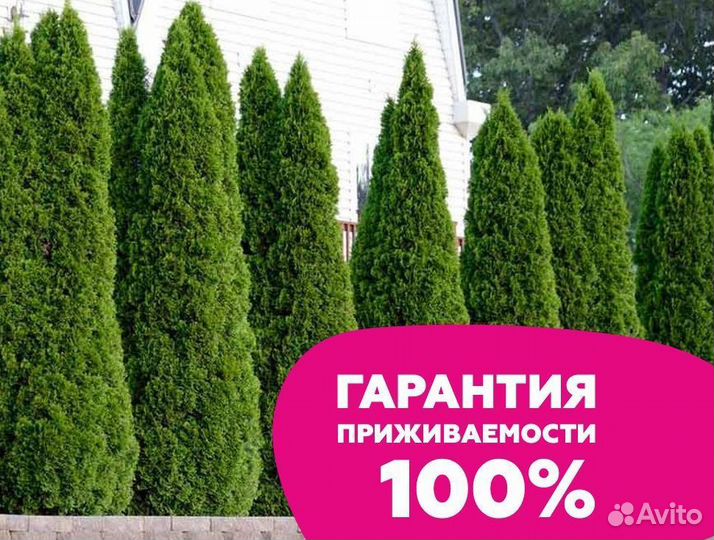 Туя смарагд оптом