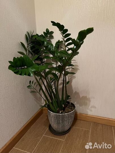 Замиокулькас