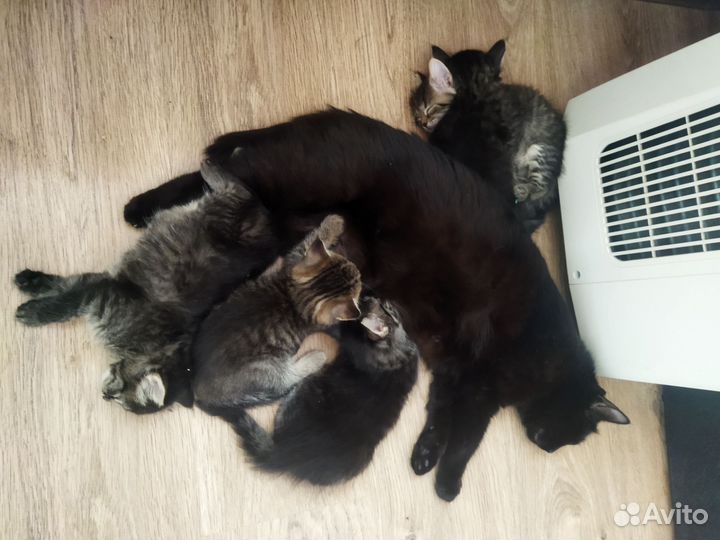 Котятки в добрые руки