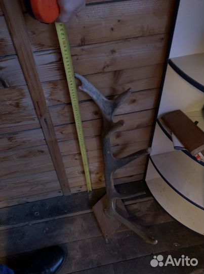 Рога оленя или лося