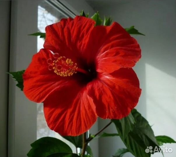 Комнатные растения цветы Гибискус