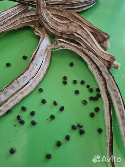 Бамия семена