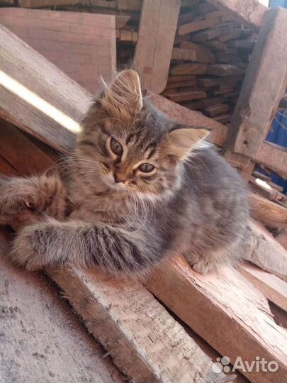 Домашние животные бесплатно котята