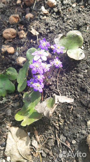 Печеночница голубая