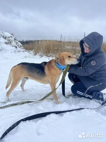 Гончак из приюта