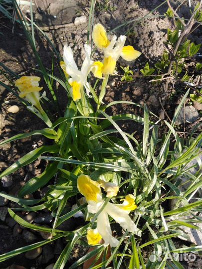 Ирис Бухарский