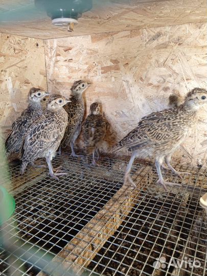 Фазанята, охотничьего фазана