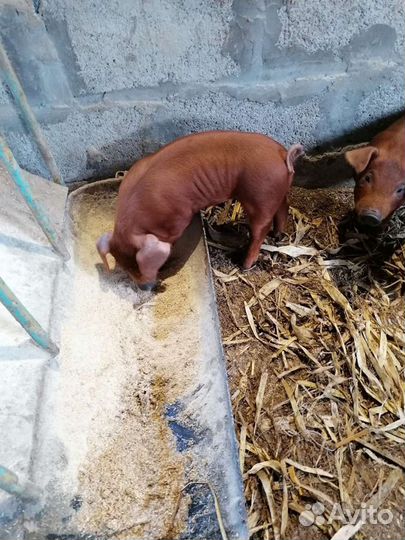 Поросята дюрки