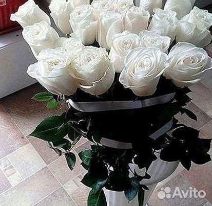 Розы гиганты 140 150 160 170 180 200