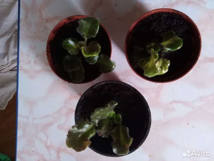 Фиалка сортовая розовая