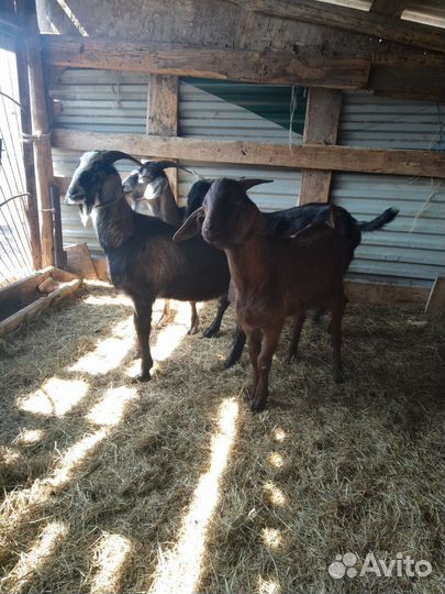 Англо нубийский козел