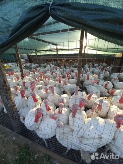 Индюки живым весом на мясо